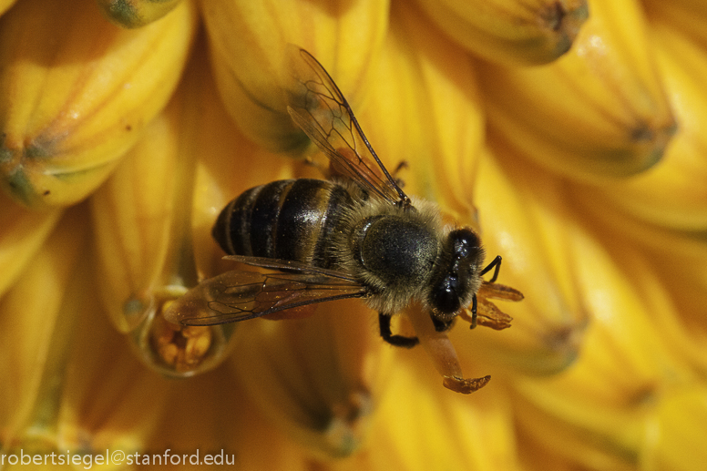 aloe with bee